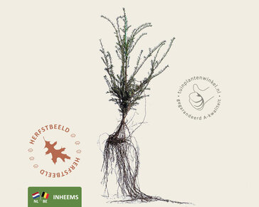 Taxus baccata - blote wortel