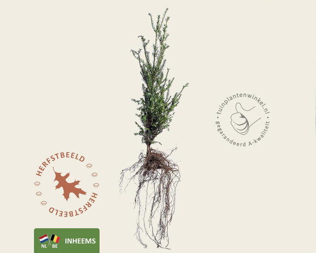 Taxus baccata - blote wortel