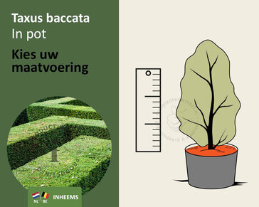 Taxus baccata - in pot