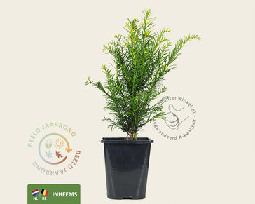 Taxus baccata - in pot