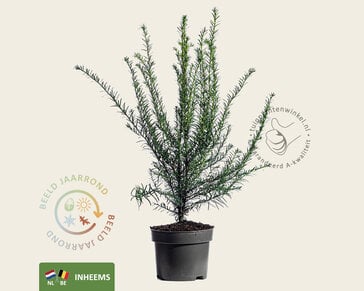 Taxus baccata - in pot