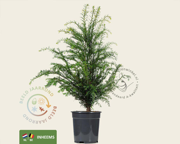 Taxus baccata - in pot