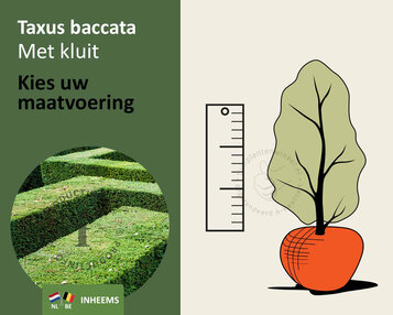 Taxus baccata - kluit image