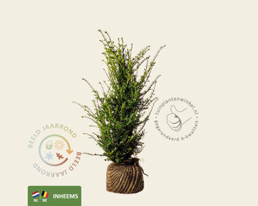 Taxus baccata - kluit
