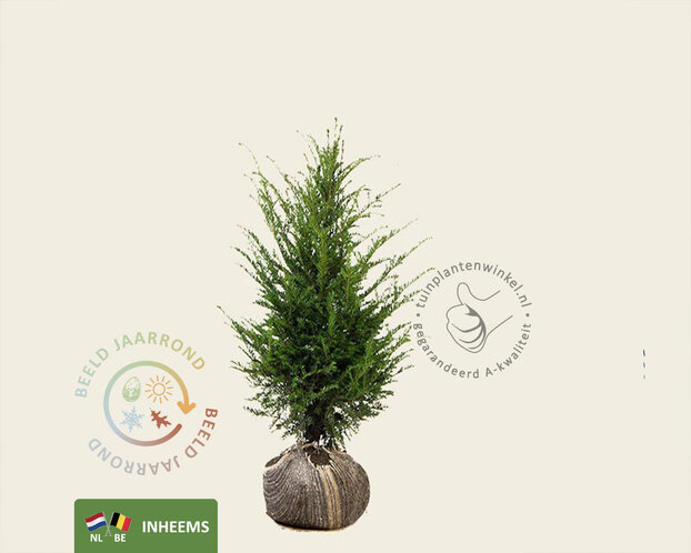 Taxus baccata - kluit