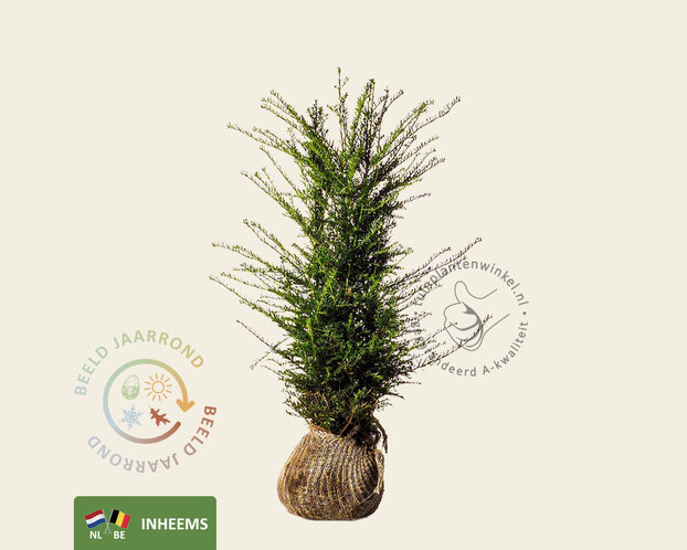 Taxus baccata - kluit
