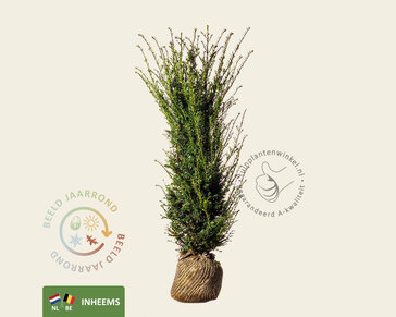 Taxus baccata - kluit