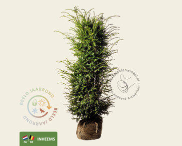 Taxus baccata - kluit