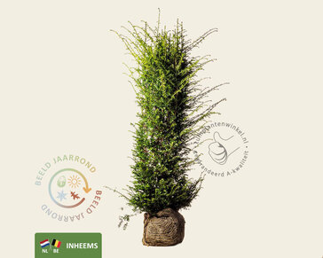 Taxus baccata - kluit