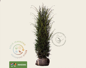 Taxus baccata - kluit
