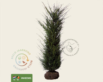 Taxus baccata - kluit