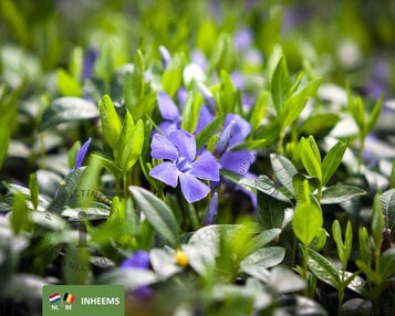 Vinca minor image