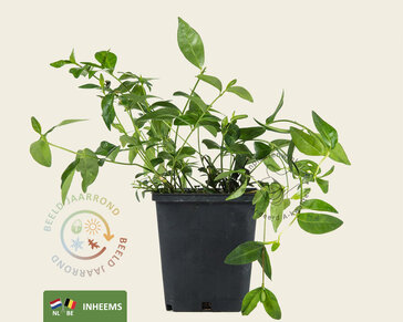 Vinca minor | Maagdenpalm