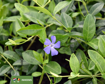 Vinca minor | Maagdenpalm