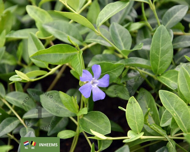 Vinca minor | Maagdenpalm
