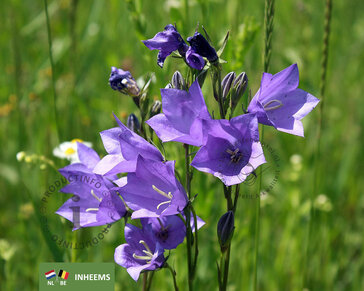 Campanula persicifolia