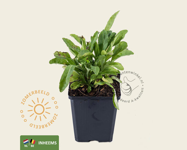 Campanula persicifolia