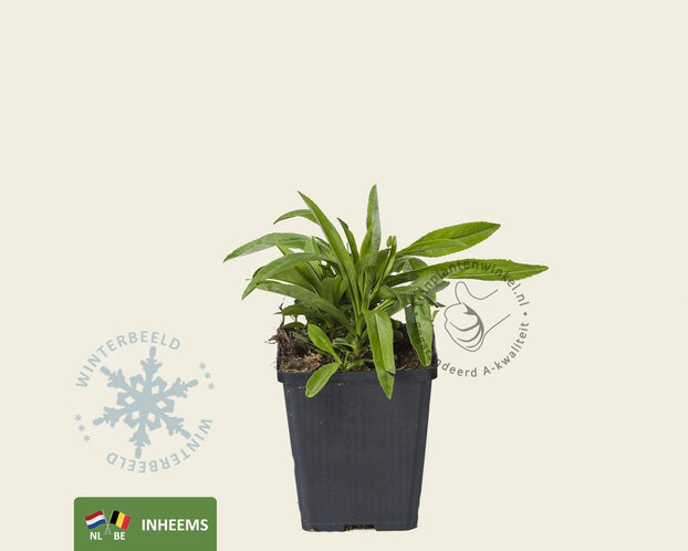 Campanula persicifolia