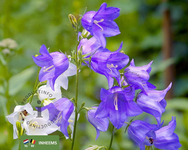 Campanula persicifolia