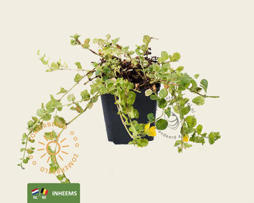 Lysimachia nummularia