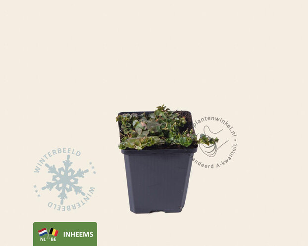 Lysimachia nummularia