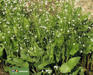 Alisma lanceolatum image