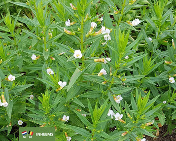 Gratiola officinalis image