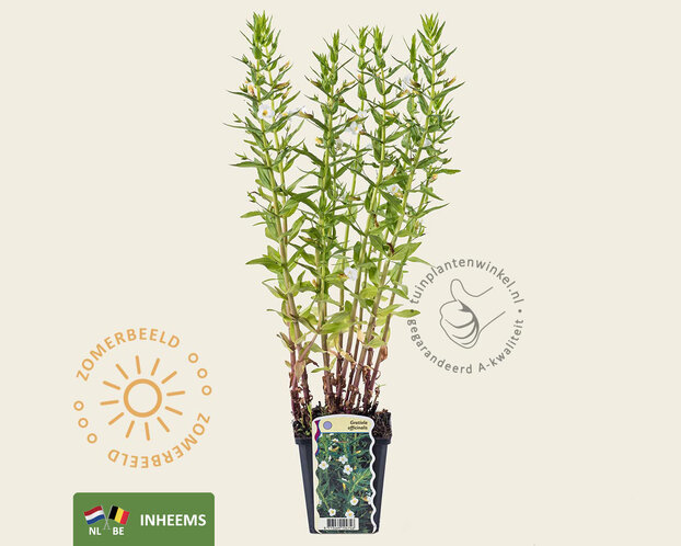 Gratiola officinalis