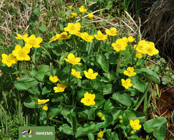 Caltha palustris image