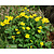 Caltha palustris