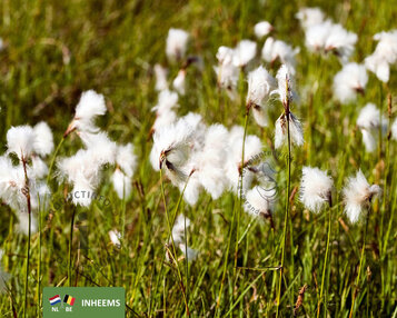 Eriophorum angustifolium image
