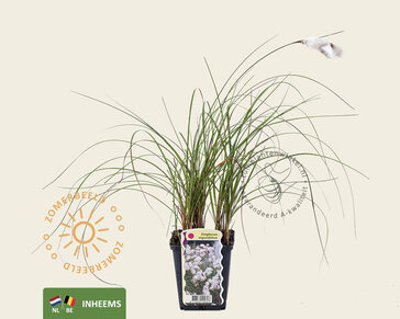 Eriophorum angustifolium