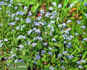 Myosotis palustris image