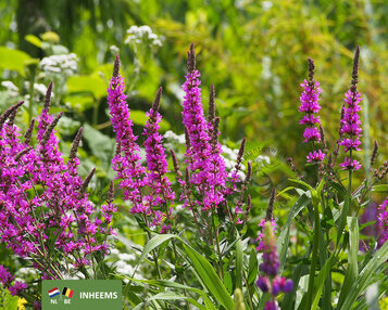 Lythrum salicaria image