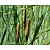 Typha latifolia