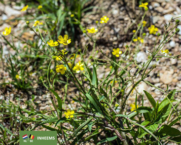 Ranunculus flammula image