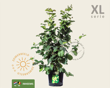 Corylus avellana - XL