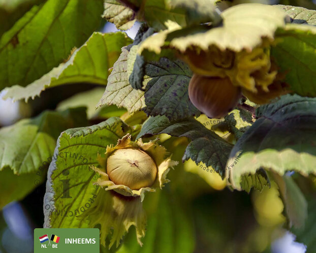 Corylus avellana - XL