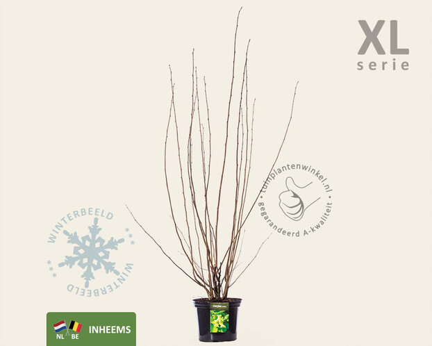 Corylus avellana - XL