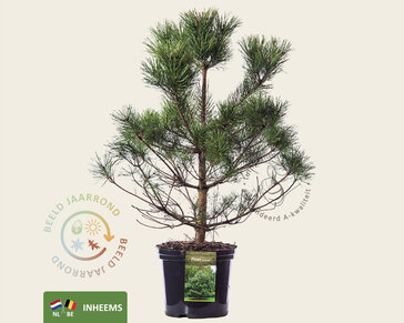 Pinus sylvestris