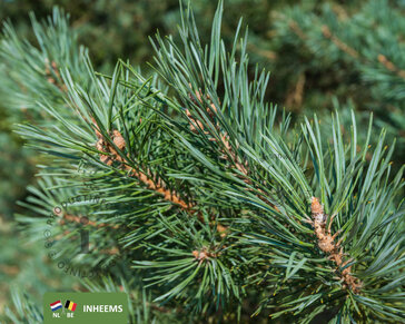 Pinus sylvestris