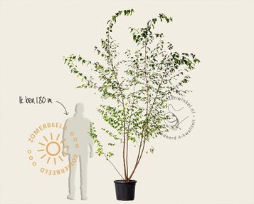 Betula papyrifera - meerstammig image