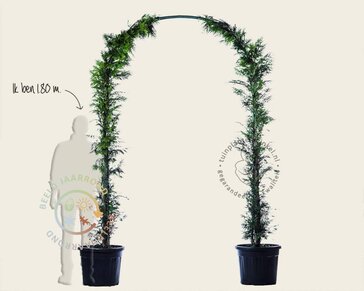 Thuja plicata 'Excelsa' - Boogvorm set