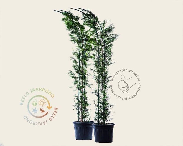 Thuja plicata 'Excelsa' - Boogvorm set