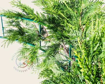 Thuja plicata 'Excelsa' - Boogvorm set