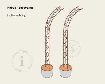 Thuja plicata 'Excelsa' - Boogvorm set