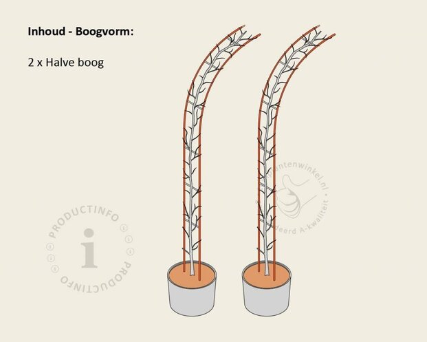 Thuja plicata 'Excelsa' - Boogvorm set