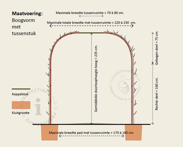 Thuja plicata 'Excelsa' - Boogvorm set