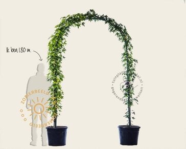 Liquidambar styraciflua 'Worplesdon' - Boogvorm set