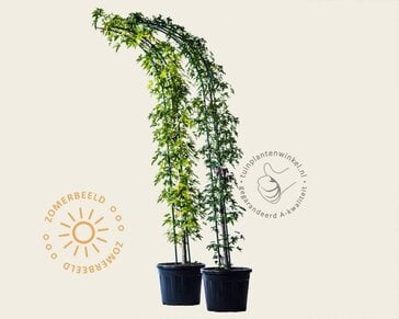 Liquidambar styraciflua 'Worplesdon' - Boogvorm set